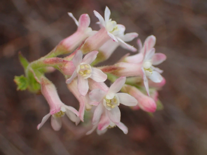 Ribes malvaceum image