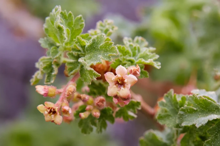 Ribes montigenum image