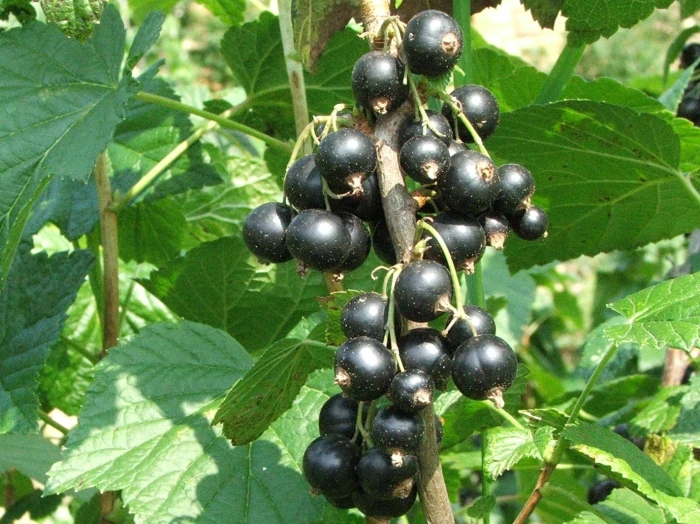 Ribes nigrum image