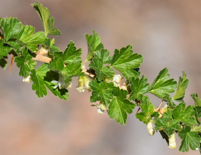 Ribes oxyacanthoides image