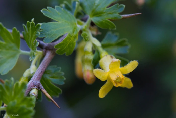 Ribes quercetorum image