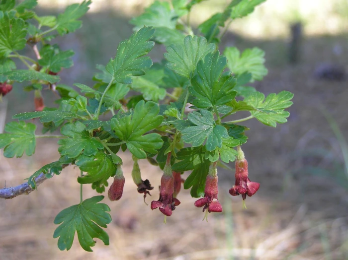Ribes roezlii image