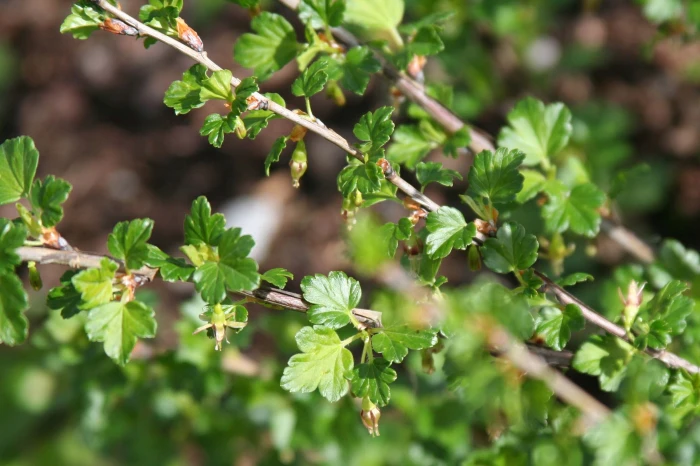 Ribes rotundifolium image