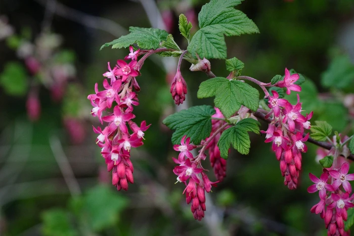 Ribes sanguineum image