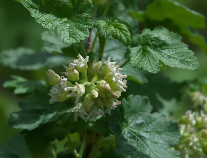 Ribes viscosissimum image