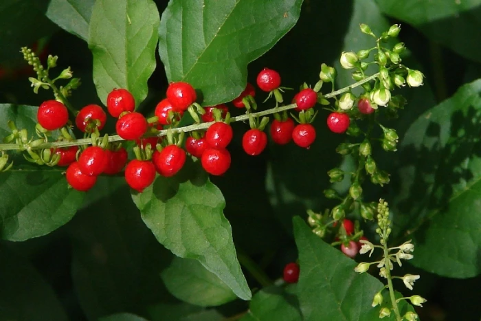 Rivina humilis image