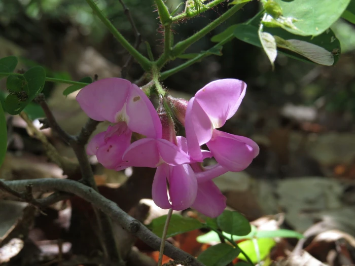 Robinia hispida image