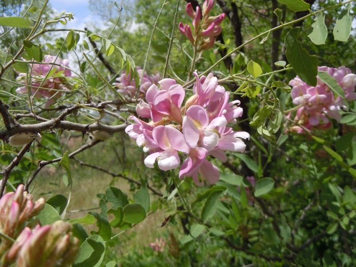Robinia neomexicana image