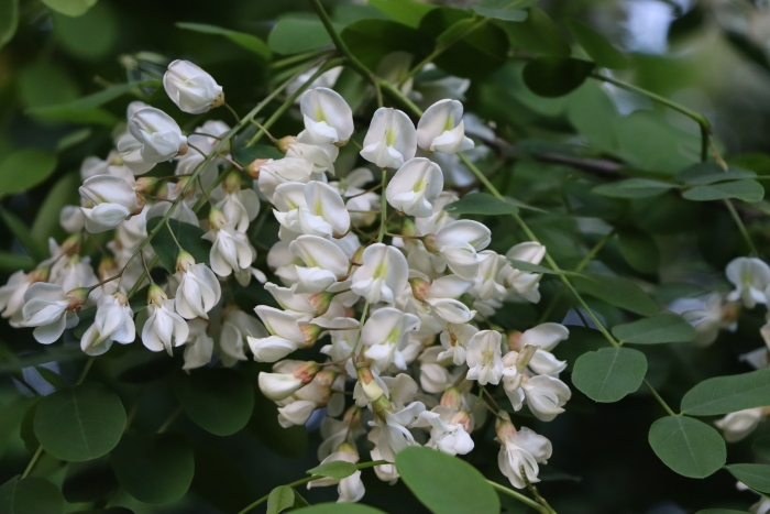 Robinia pseudoacacia image