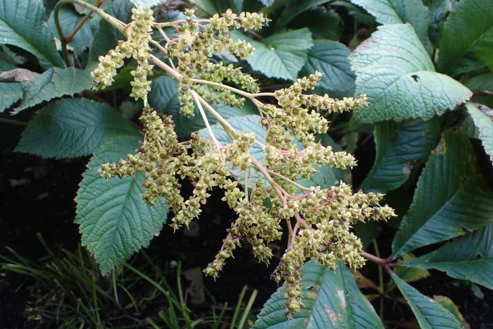 Rodgersia aesculifolia image