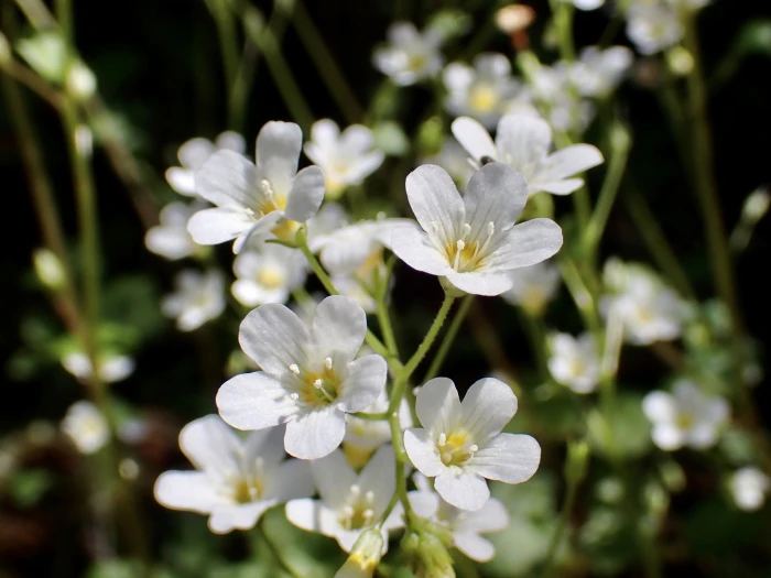 Romanzoffia californica image