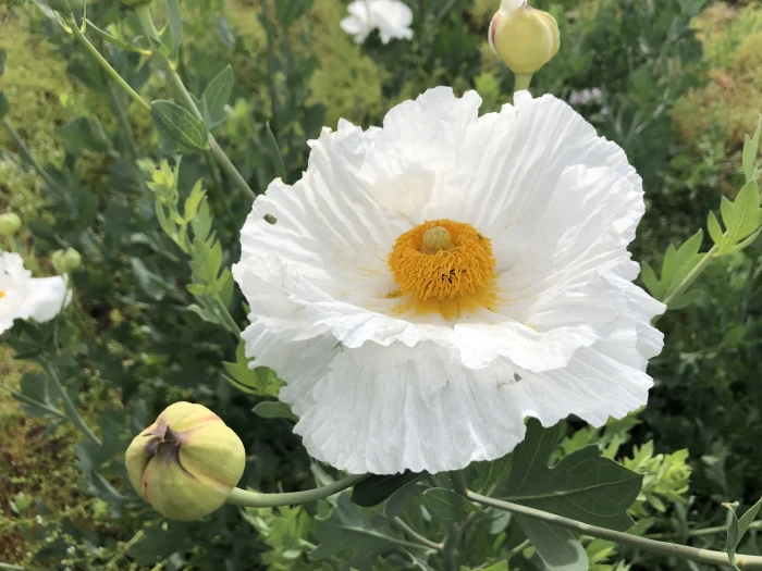 Romneya coulteri image