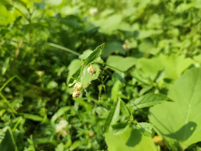 Rorippa austriaca image