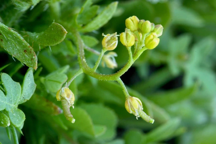 Rorippa curvisiliqua image