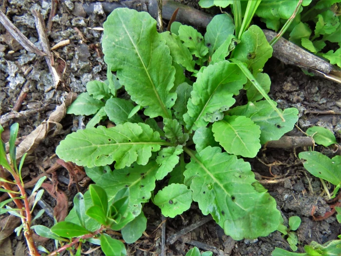 Rorippa sessiliflora image