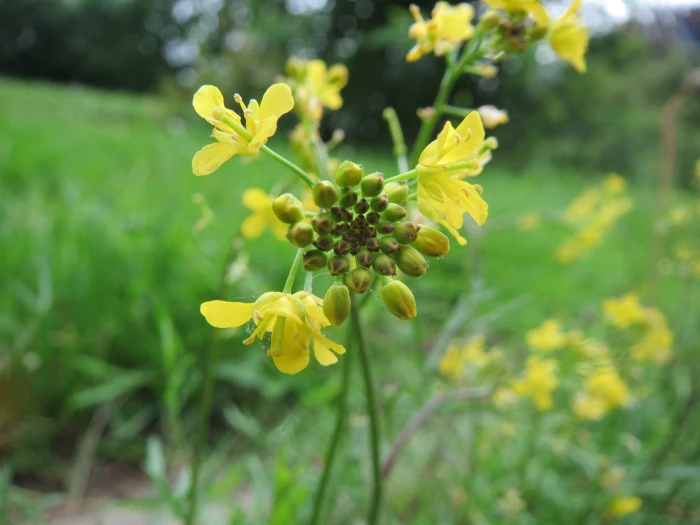 Rorippa sylvestris image