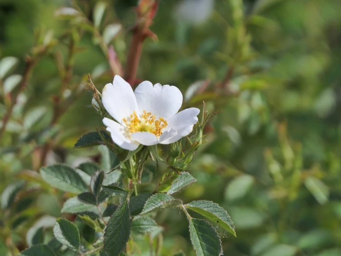 Rosa agrestis image