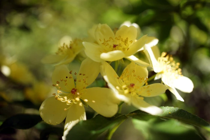 Rosa banksiae var. normalis image