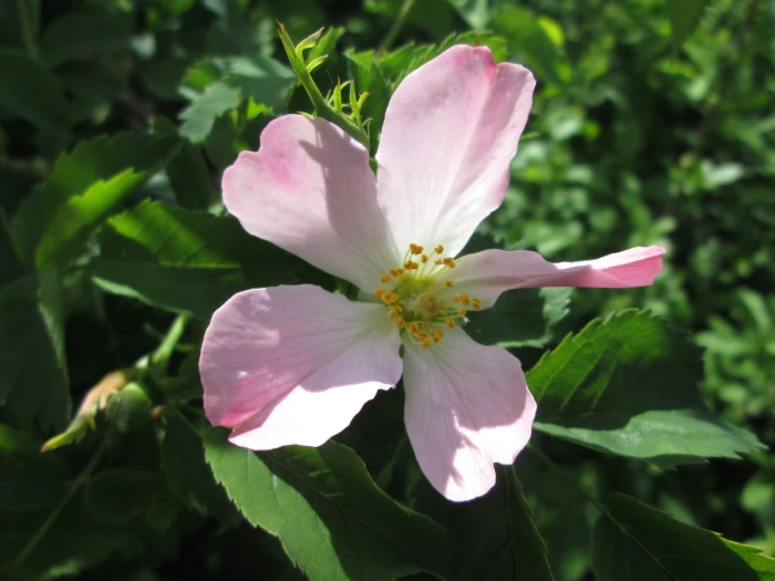 Rosa canina image