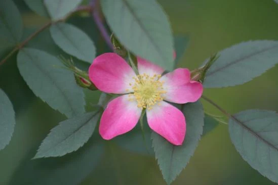 Rosa glauca image