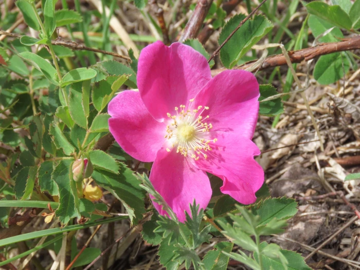 Rosa pendulina image