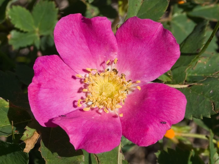 Rosa woodsii image