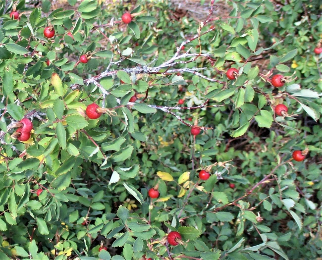 Rosa arizonica image