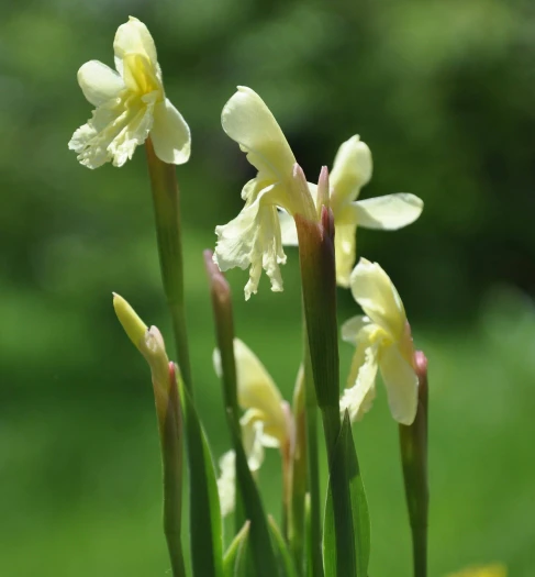 Roscoea cautleyoides image