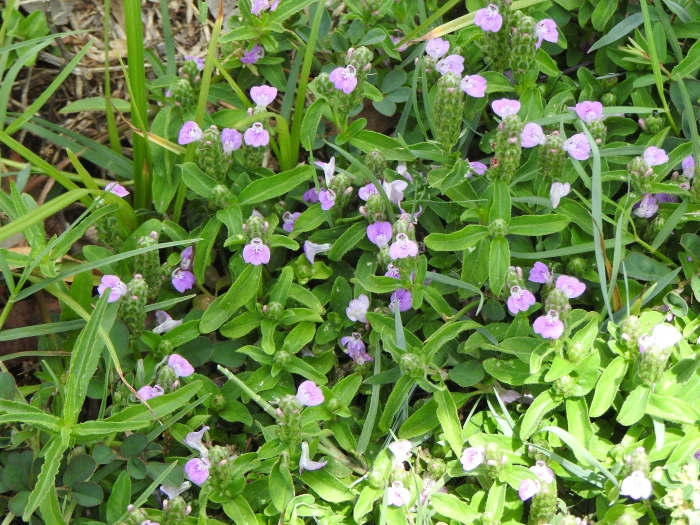 Rostellularia obtusa image