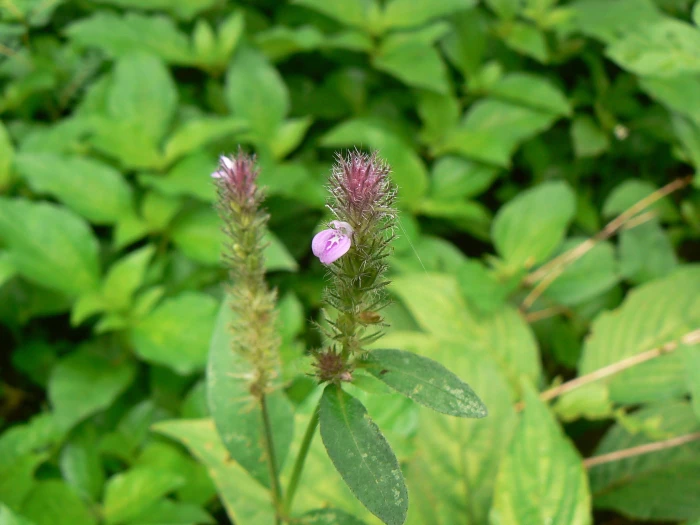 Rostellularia procumbens image