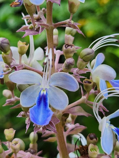 Rotheca serrata image