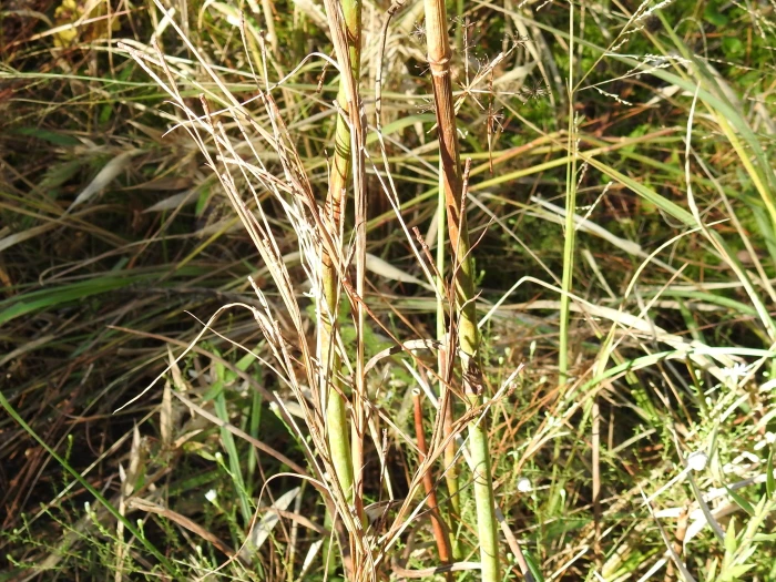 Rottboellia rugosa image