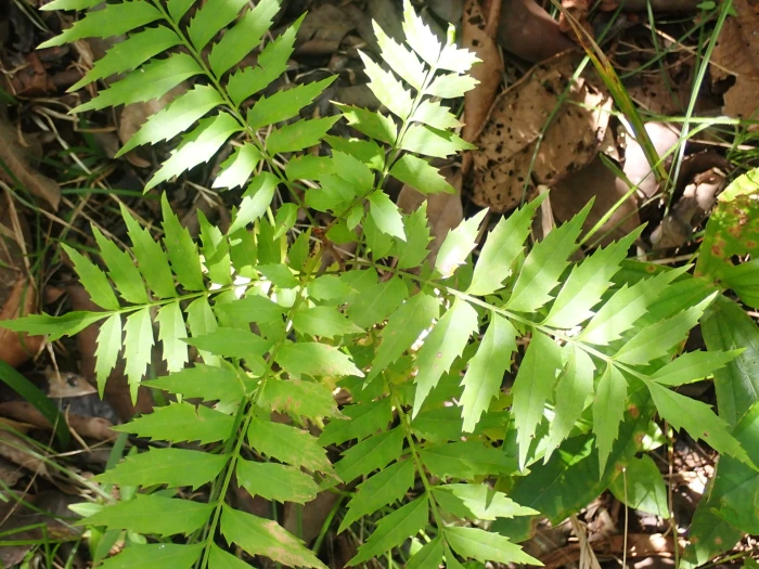 Roupala montana image
