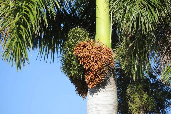 Roystonea borinquena image