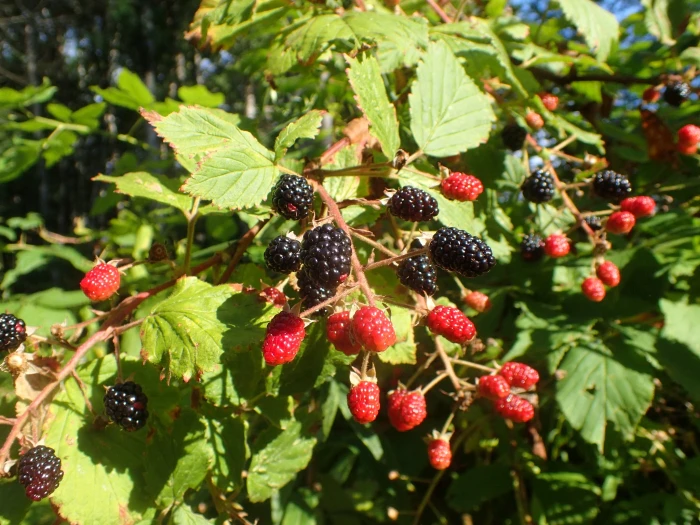 Rubus allegheniensis image