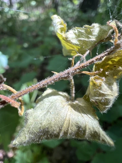 Rubus alumnus image