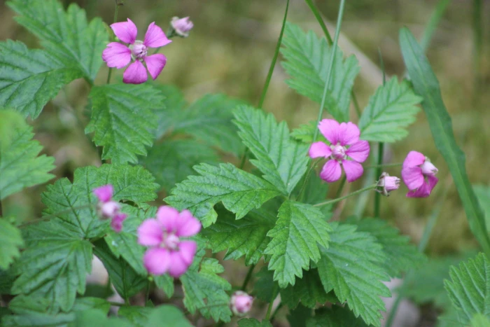 Rubus arcticus image