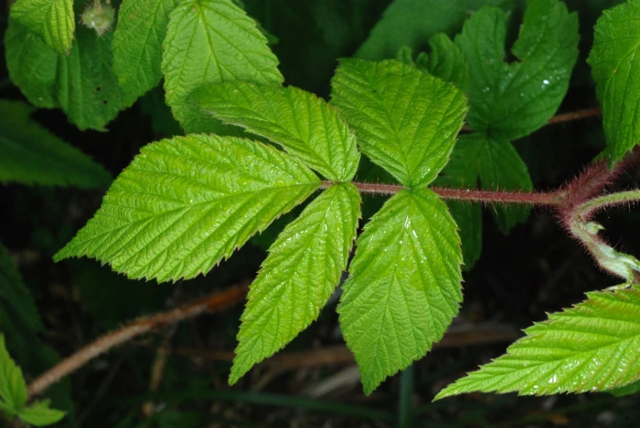 Rubus canadensis image