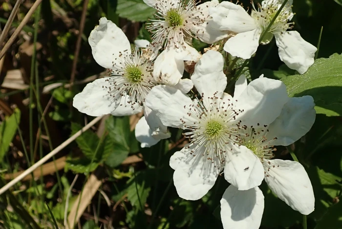 Rubus cuneifolius image