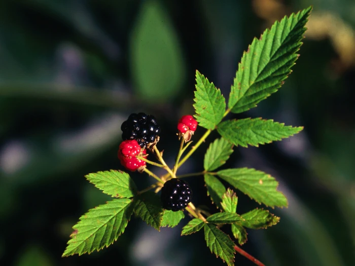 Rubus flagellaris image