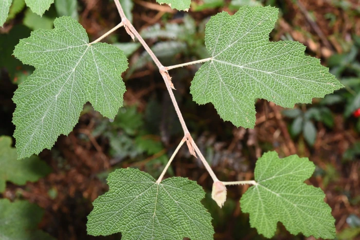 Rubus formosensis image