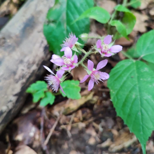Rubus hirtus image