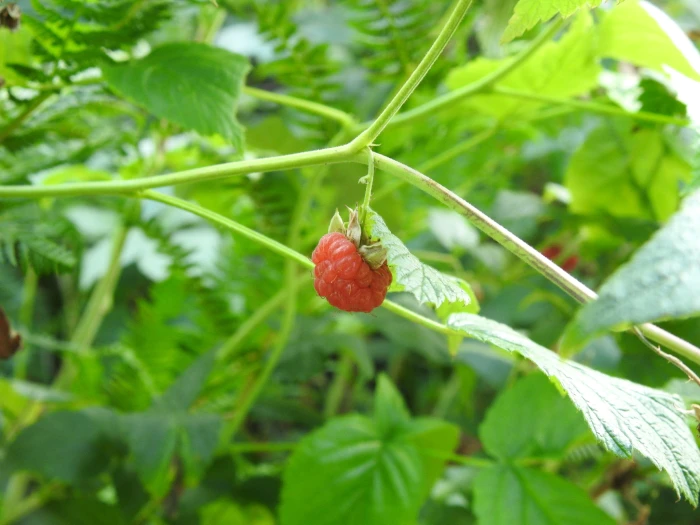 Rubus idaeus image
