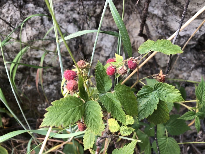 Rubus strigosus image