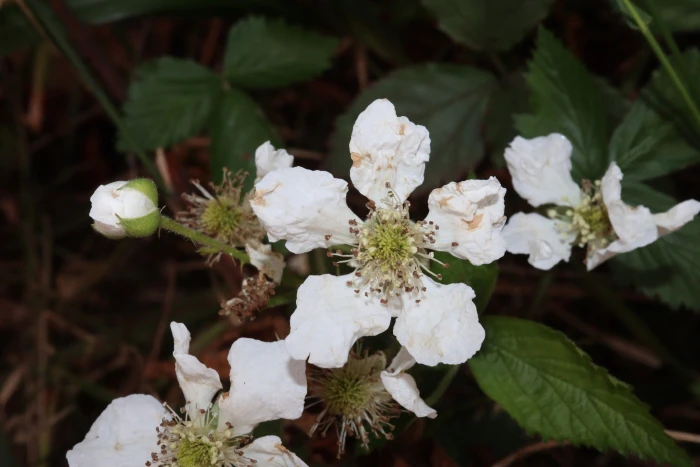 Rubus laudatus image