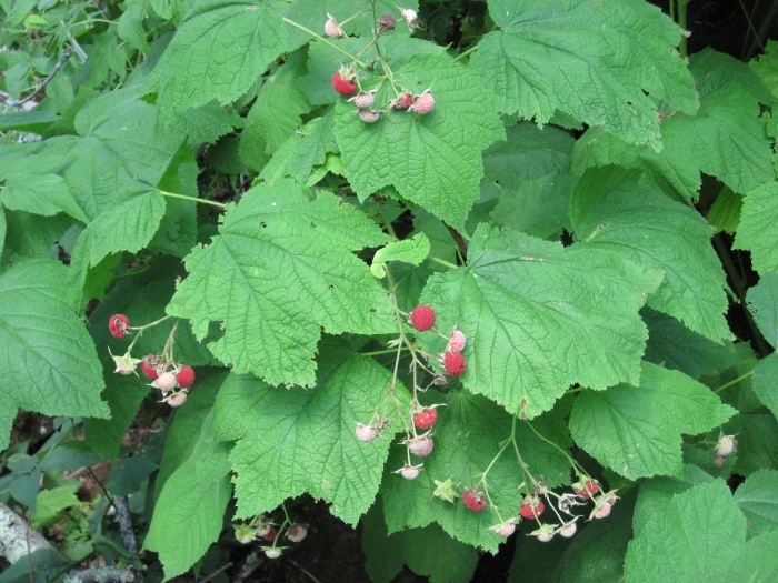 Rubus parviflorus image