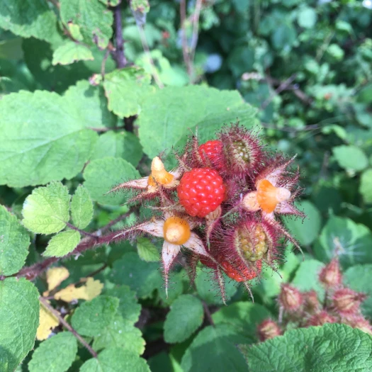 Rubus phoenicolasius image
