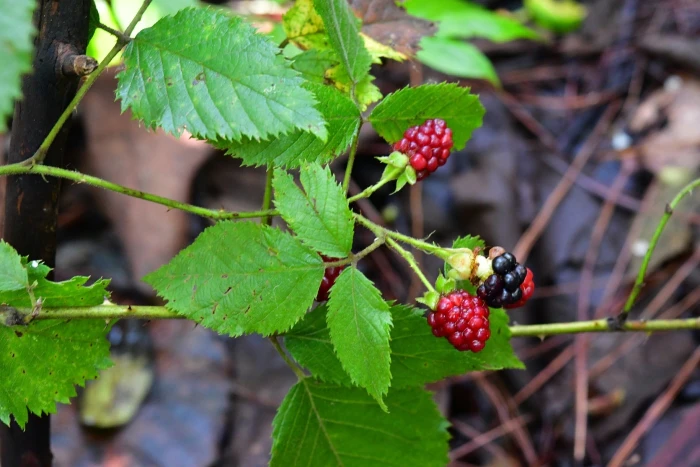 Rubus pringlei image
