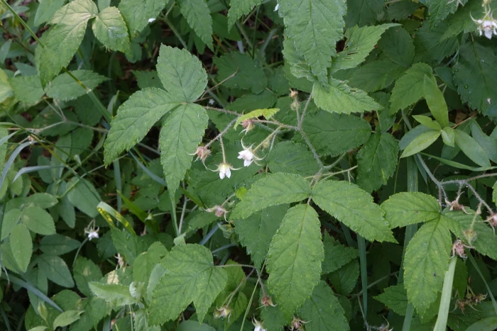 Rubus sachalinensis image