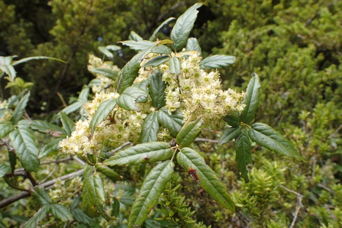 Rubus schmidelioides image